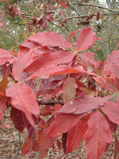 Acer triflorum feuille automne
